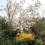Am -